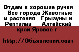 Отдам в хорошие ручки - Все города Животные и растения » Грызуны и Рептилии   . Алтайский край,Яровое г.